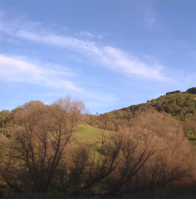 Elegant grove of trees in winter outline standing before a grassy sloping meadow and beyond that a hill covered with oaks, Almaden Reservoir. White cloud streams move through the blue sky.