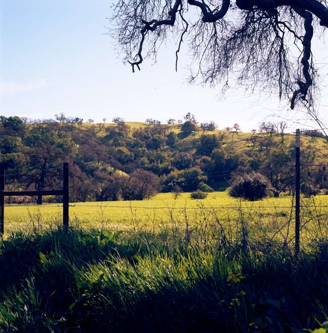 Meadow seen from a grove of oaks next to Bailey Avenue before the road goes over the hill to McKean Road. It is winter, the meadow is green. A wooded hill rises in the background; upper right corner, a tangled pattern of oak branches large and small.