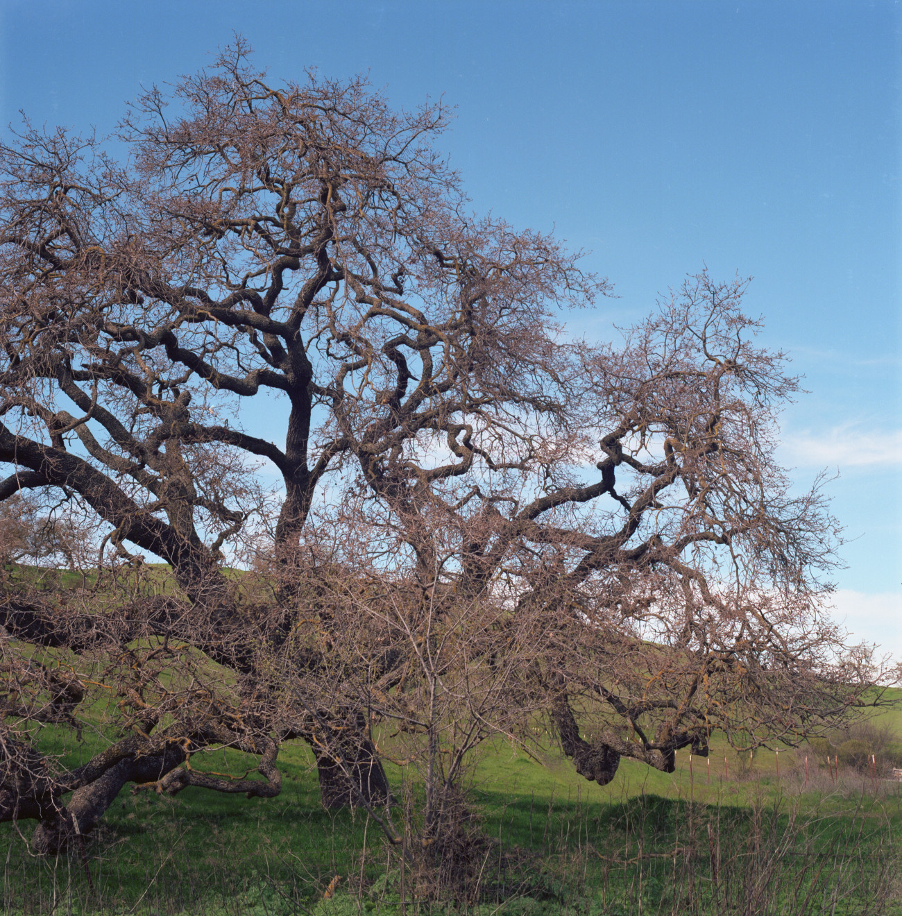 Oak standing along Bailey Avenue is all twists and turns of branches seeming to move even in its stillness. Pale blue sky and small soft white clouds provide the background.