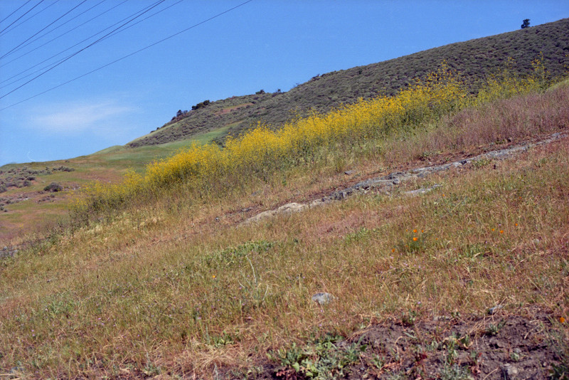 Hill sloping up above the basilica barn near Bernal Road, Santa Clara County.