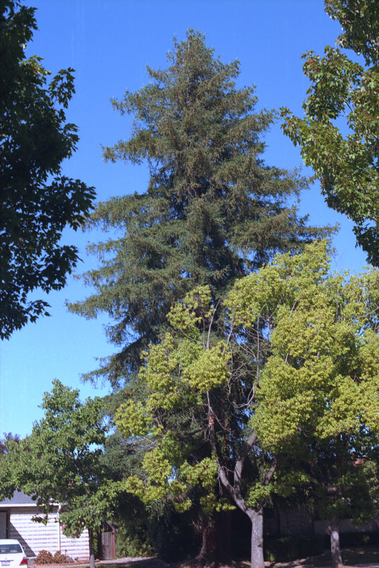Arboreal Inspiration, Cambrian, San Jose