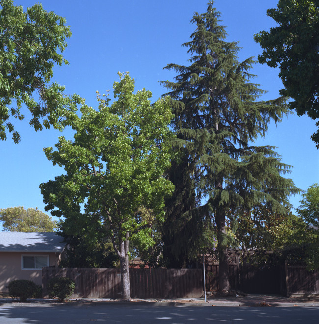 Trees on the Avenue, Cambrian, San Jose.