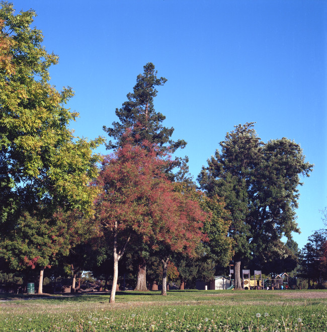Lone Hill Park, Cambrian, San Jose
