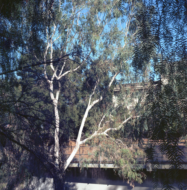 The forest of Campbell, Campbell Avenue, Calfornia
