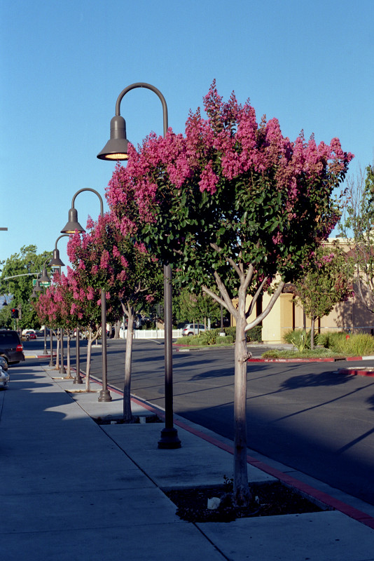 Row of dark pink crepe myrtle trees in a shopping center
