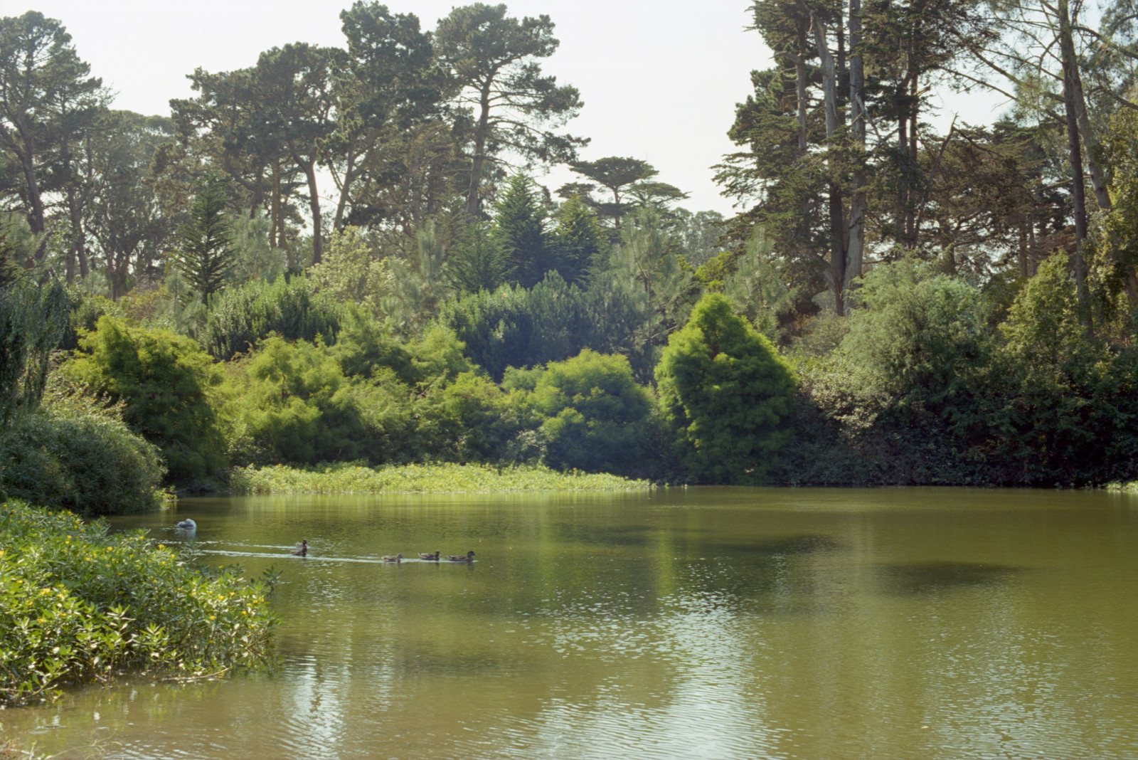 A flotilla of ducks heads out from the cove into the lake itself. A large grove of soft green trees stands out on the far side; and beyond that, the forest of Golden Gate Park.