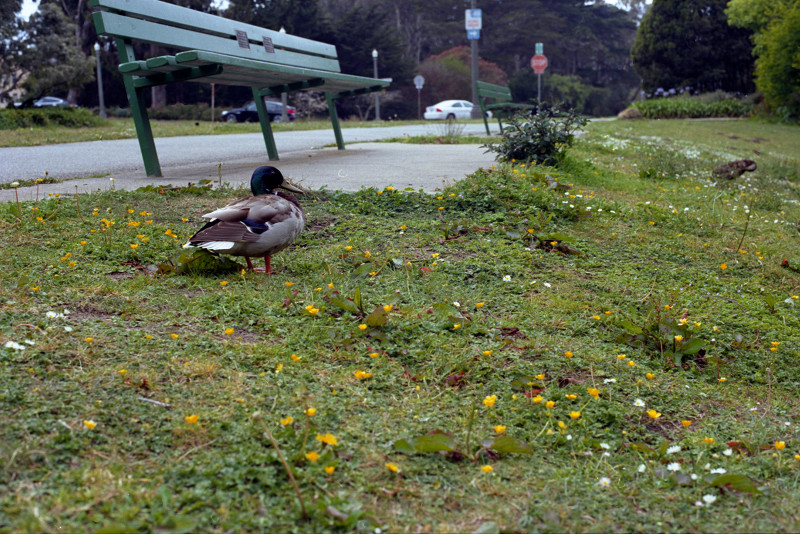 Mallard drake walking around on the grass next to the road passing by the lake in Golden Gate Park.