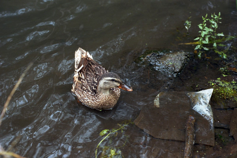 Mallard duck paddling in a lake in Golden Gate Park turns her pretty head as she decides whether or not to come ashore with me standing there.