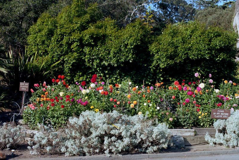 A garden of flowers of all colors - look like dahlias - growing on tall stems; behind those, a thicket; behind those, the forest of Golden Gate Park.