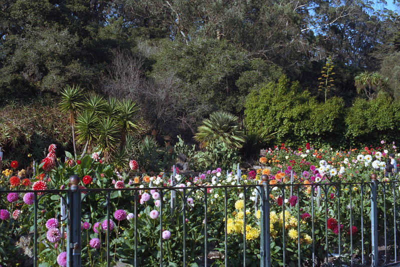 Foreground, the wrought iron fence; behind that, flowers of all colors - look like dahlias - growing on tall stems; behind those, small palms and trees; behind those, the forest of Golden Gate Park.