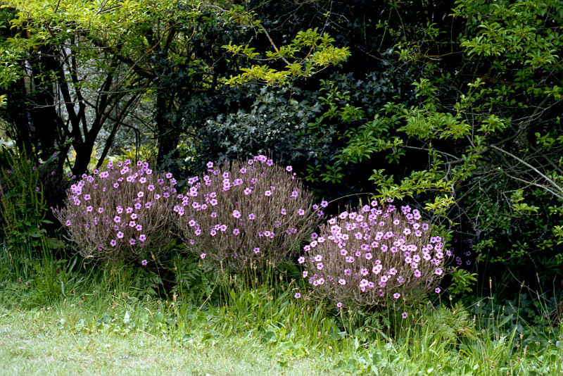Three shrubs showing numerous small, pink, five-petaled flowers stand at the edge of a lawn in the forest of Golden Gate Park.