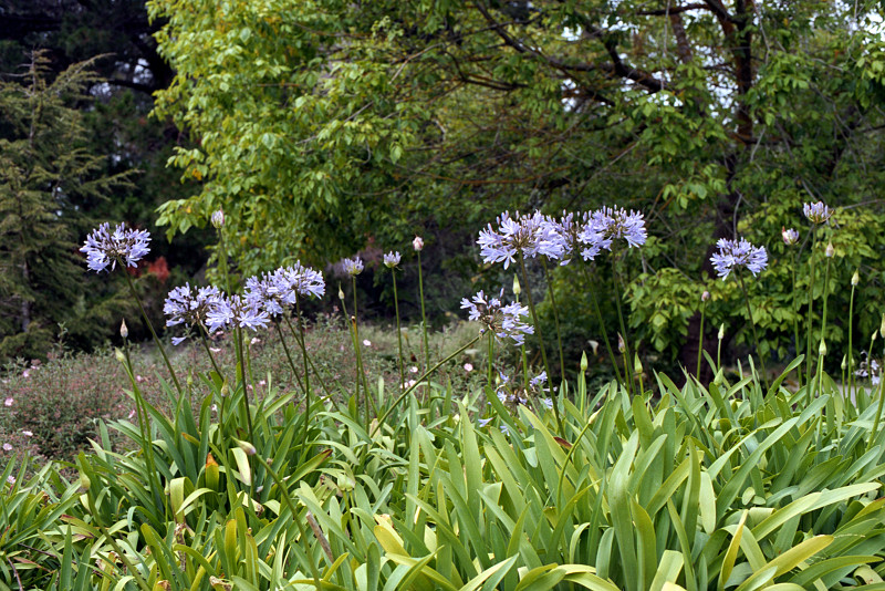 A row of agapanthus flowers; background, the ever-varying forest of Golden Gate Park.