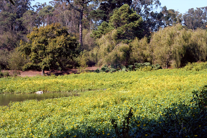 A green groundcover with yellow flowers is situated at one end of the lake, a little water showing here. The forest of Golden Gate Park in the background. This is indeed the jungle of Golden Gate Park.