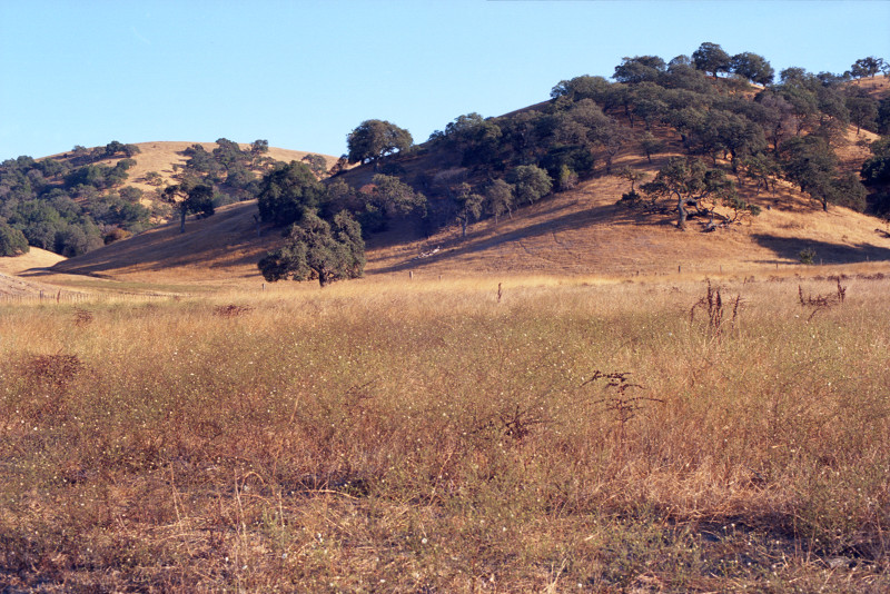 Oak woodland alongside Hall Road. Foreground, burnished grasses of the pasture. Farther back, the golden landscape of summer rises to the swells of hillocks and the solace of standing under oaks.