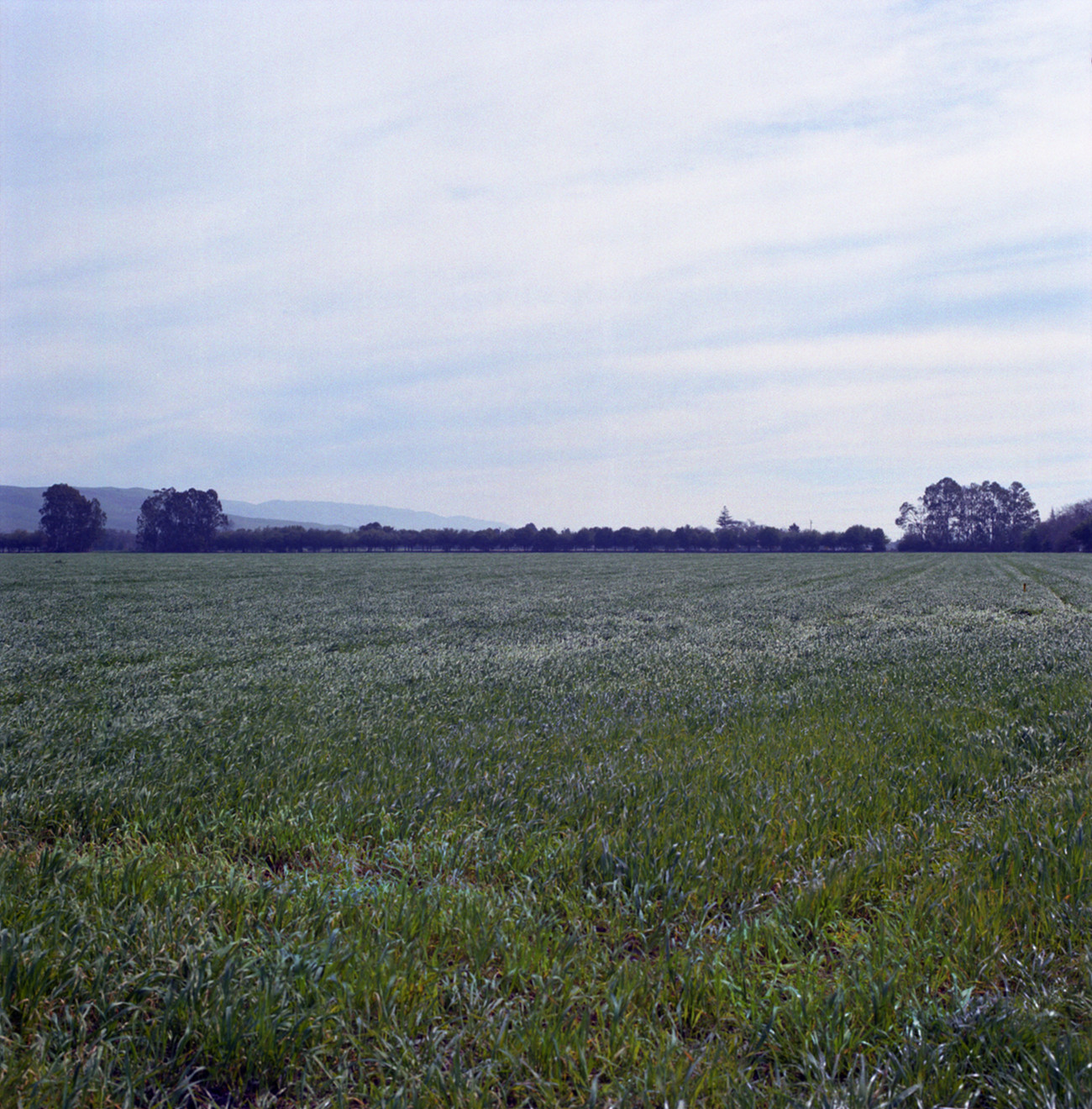 Meadow along Hale Avenue in the green of winter.