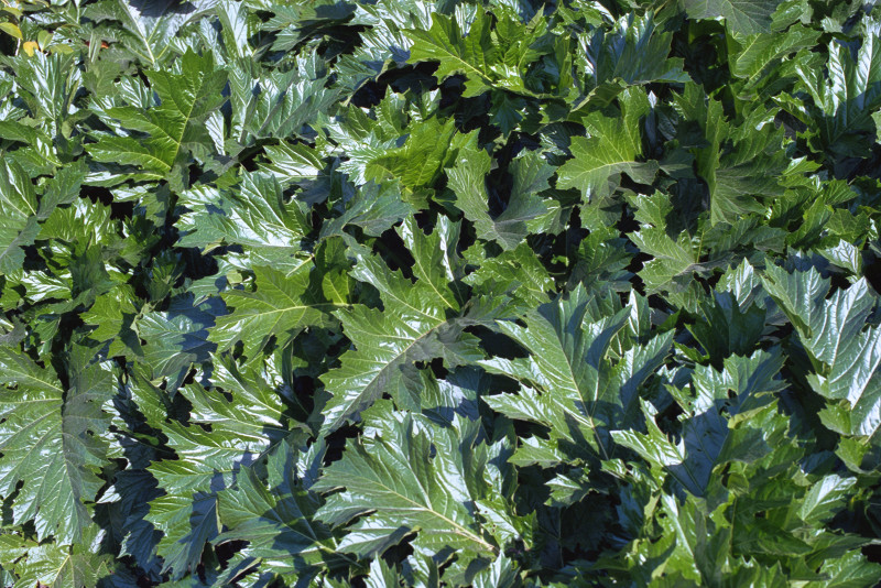The plant known as acanthus, an example shown here in use as groundcover, was the model for the foliage carved at the top of the Corinthian columns of Greek temples. The camera is looking straight down in this closeup. Lake Merritt Park, Oakland.