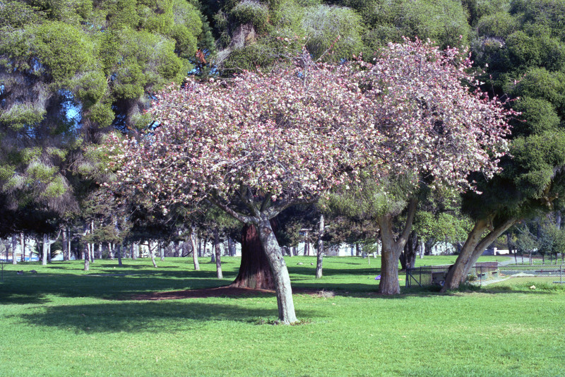 An apple tree growing in the grass-green meadow of Lake Merritt Park in Oakland stands before a large tree with light green rounded boughs. The apple tree leans to the left, another tree to the right, balancing the composition.