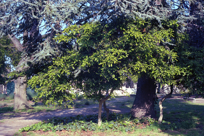 Little bright green deciduous trees sharing space with large blue-green firs along a path at Lake Merrit Park in Oakland.