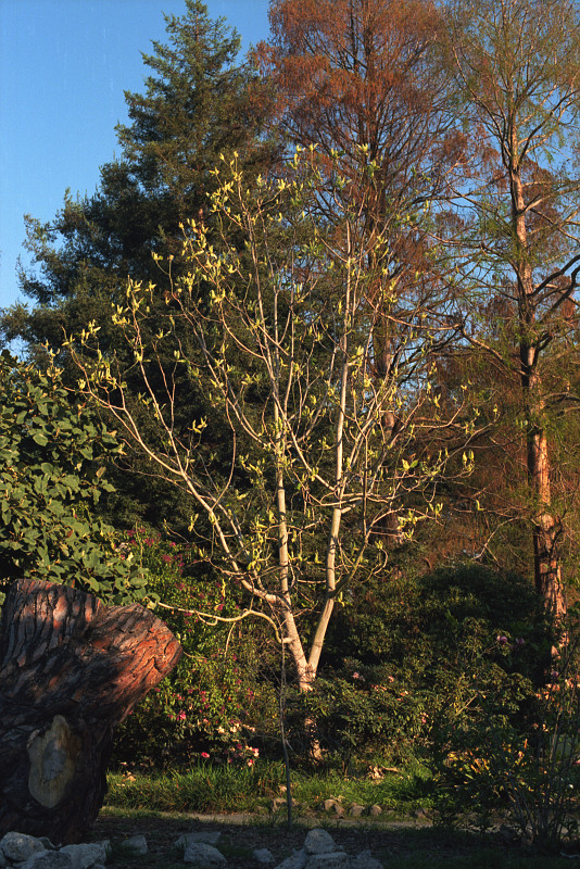 This attracting tree stands in a little forest in Lake Merrit Park.  It is Spring itself: white bark, light green leaves; and in the background, a tree with golden leaves, a tree with red leaves, and an evergreen.