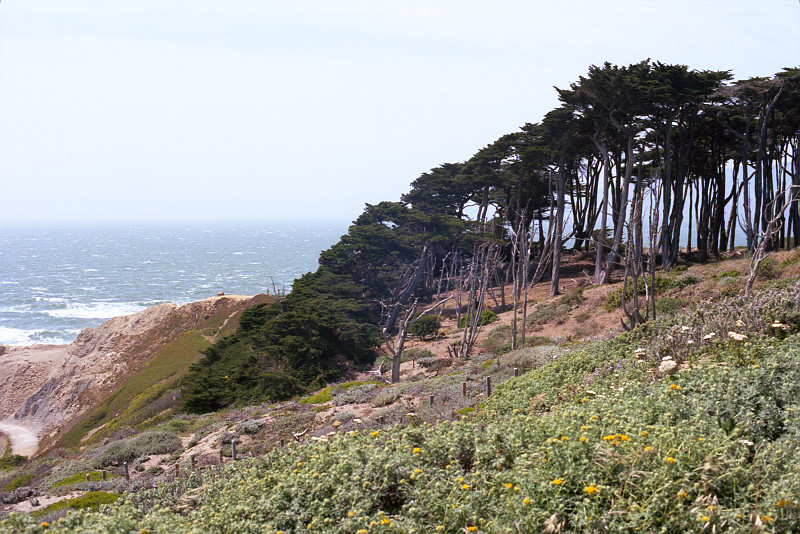 Downslope of cliff at Lands End, San Francisco.