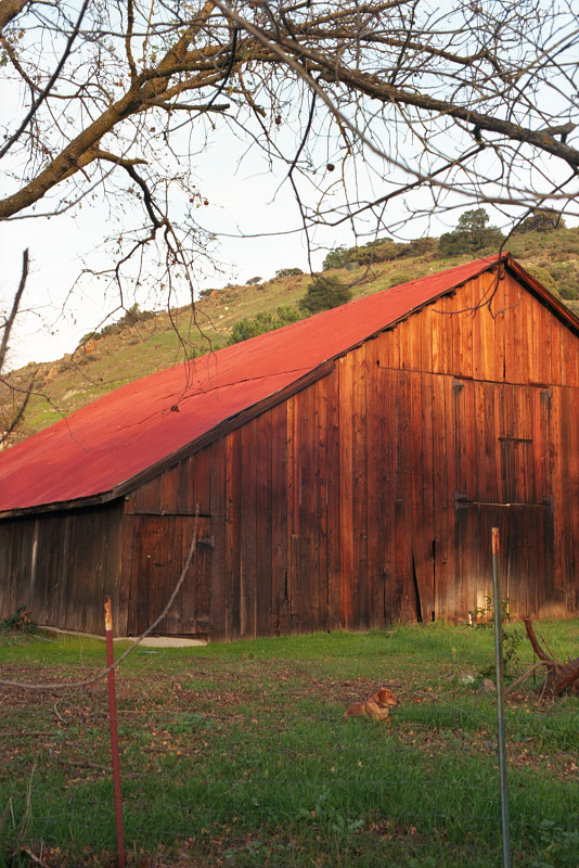 Bare branches of a tree arc over a reddish-brown barn near McKean Road. A steep hill in the background. A little dog the color of the barn is lying in the grass in front of the barn.