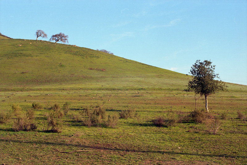 Hill sloping down from the left, two trees up there; one tree in the meadow near at hand, in the company of some shrubs waiting for more rain - it's all pale blue sky and pale green ground today. Near Mckean Road.