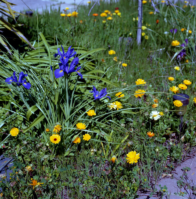 Primavera Blue and Gold - Irises and Daisies