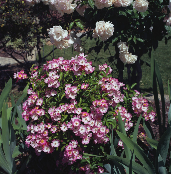 Primavera Felicity - Small flowers pink and white cover a shrub next to a bush of white roses