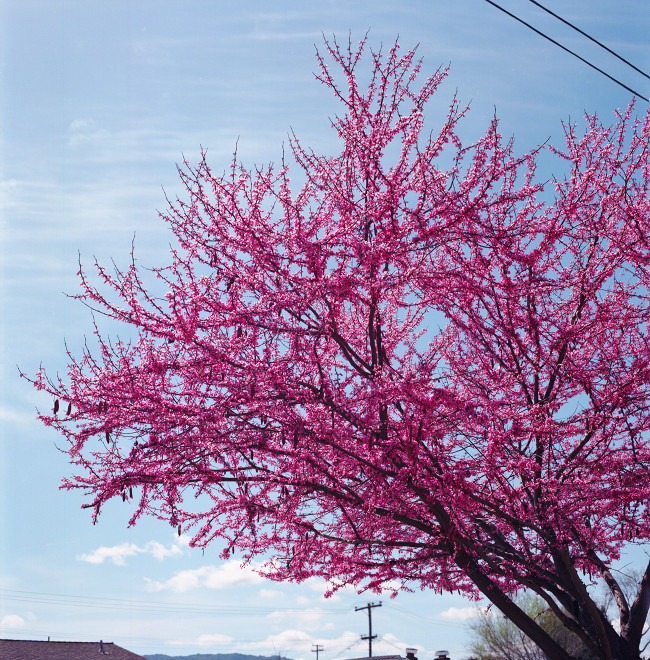 Tree with deep pink blossoms in the Spring.