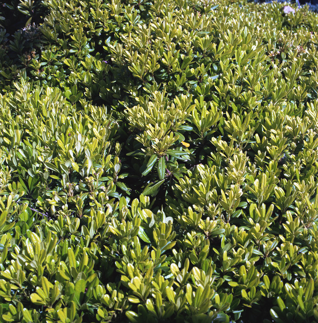 Primavera Passengers - Small round-ended lemony limey leaves crowding the shrub