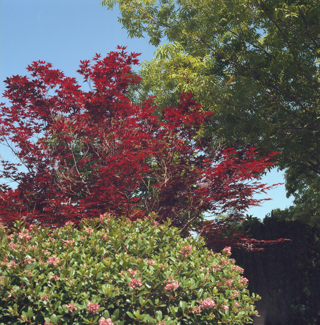 Primavera Sonata - Large shrub with orange-pink blossoms; a red tree, a green tree
