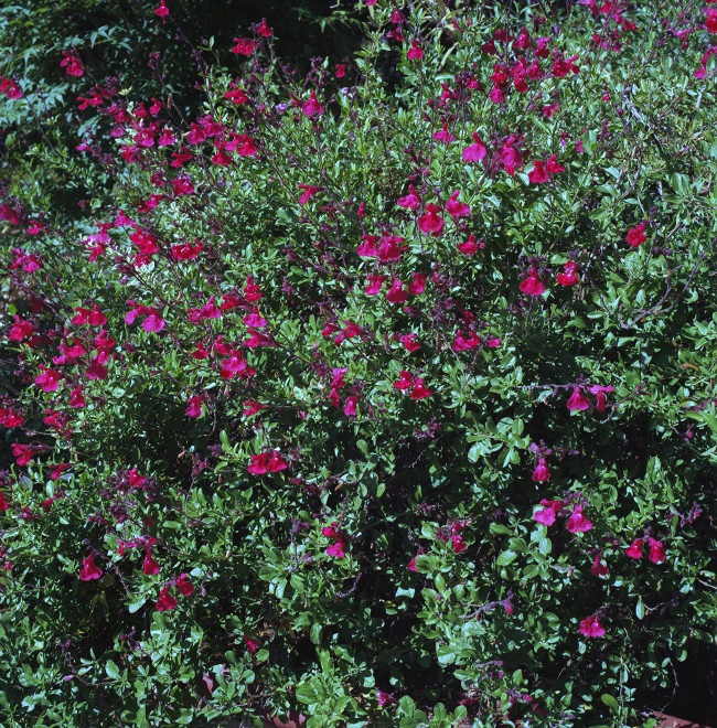 Primavera Vermilion - Small vermilion flowers decorating the shrubs