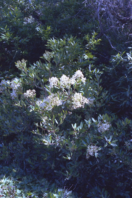 Roadside flowers, Old Santa Cruz Highway.