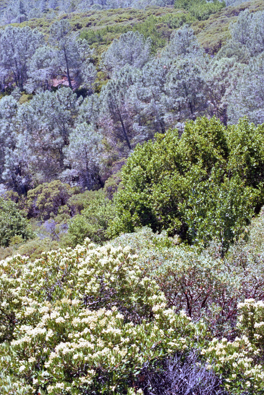 Evidence for the Azul (Blue) in Sierra Azul are the blue-green pines seen at higher elevations. The Sierra Azul (Blue Saw) are contrasted with the Sierra Morena (Brown Saw) to the north.