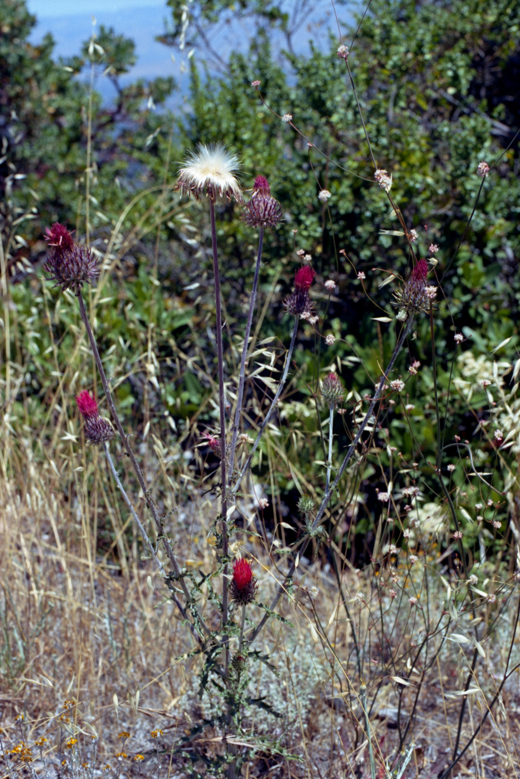 Sprightly vermilion flowers roadside in Sierra Azul.