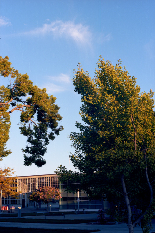 At San José City College, two trees in earnest conversation.