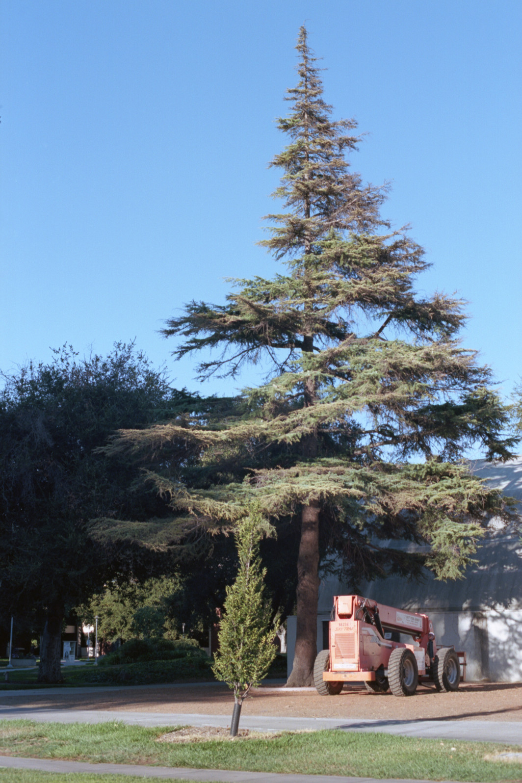 This cedar at San José City College is a masterpiece of arboreal nature, in the soft elegance of the branches. The tree is sheltering a truck that has a platform for work far above the ground.