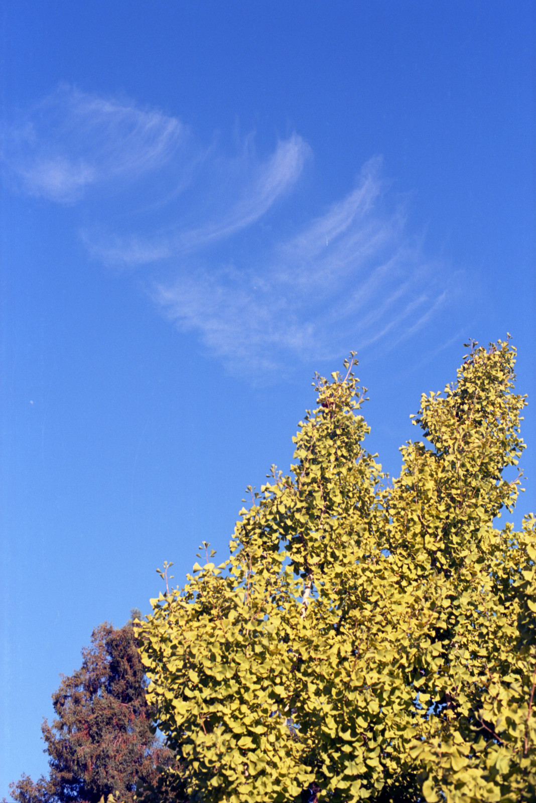 Cloud floats over a tall gingko tree at San José City College.