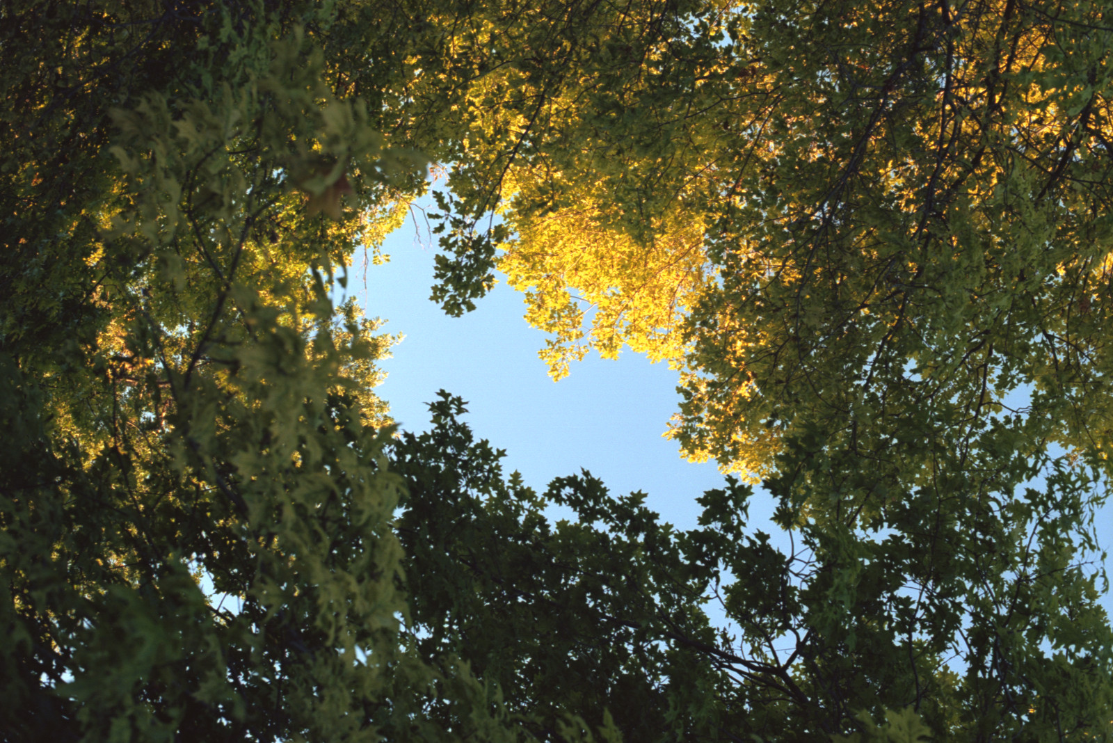 The picture resembles a baroque painting of a tunnel of cloud opening to a blue sky; here, not clouds, but green leaves, with leaves of gold at the opening to the sky. We look up through a stand of deciduous trees at San José City College.
