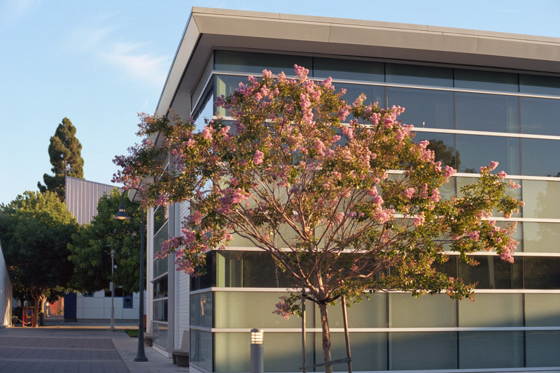 The crepe myrtle tree stands before a building of green metal walls and panels of glass. Another building in the distance with a tall tree standing beyond - San José City College campus is favored with a very attractive forest.