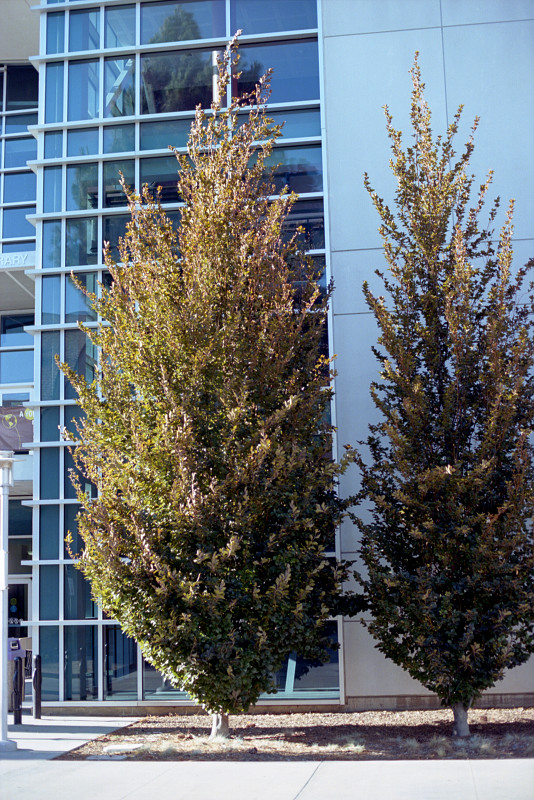 Architects and gardeners of San José City College made this composition of poplars by a wall of the building just shown. Left half of the wall is of blue-green glass panes in a pale blue framework.