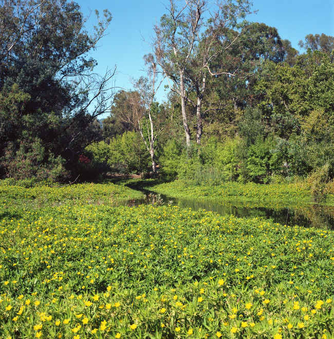The creek at Vasona Lake Park is a narrow waterway coursing through the wetlands - green with yellow flowers - in July. Water level is high and the level of greenness likewise. Further back, forest on both sides of the creek.