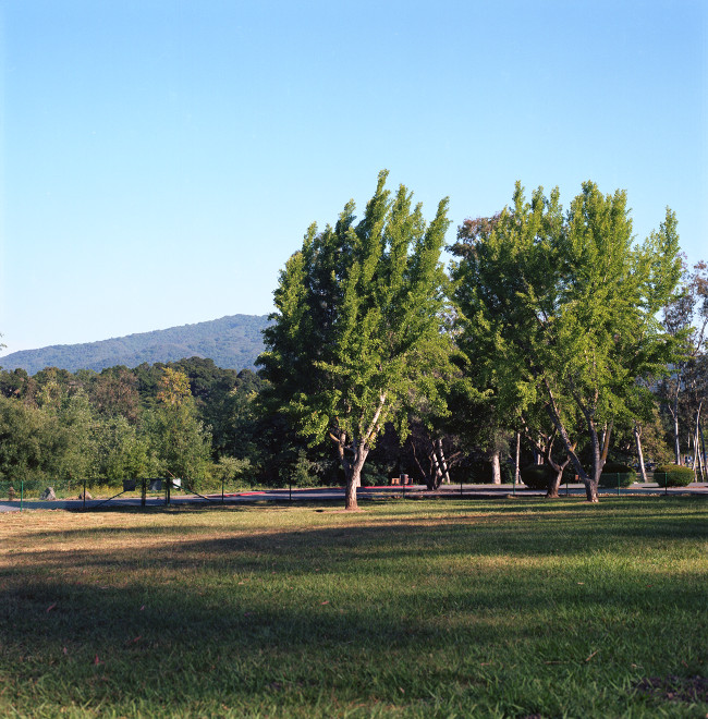 View across a grassy field of gingkos on the path to the boat launch at Vasona Park. In the distance, the mountains behind Los Gatos. The sky occupies the upper third of the photograph; the trees the middle third; the grassy meadow the lower third.