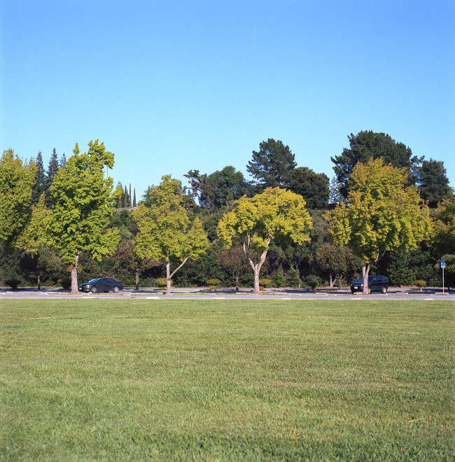 Looking across the meadow south of Vasona Lake toward the row of trees in the southeast parking lot. The effect of seeing this row of trees - from the particular colors in the leaves at this time of year - is memorable.