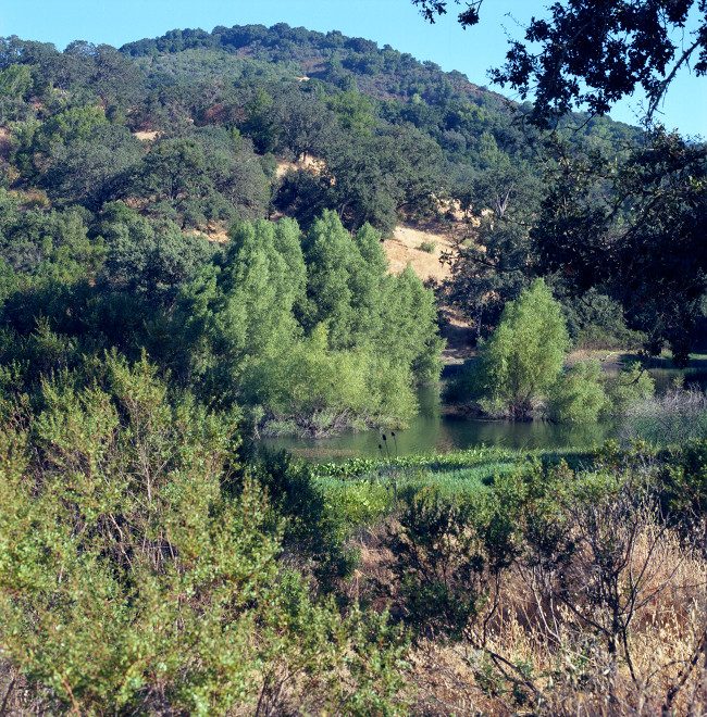 Hillside at south end of Almaden Reservoir. What looks like a creek is the narrow section of water at the south end of the reservoir. A pretty cluster of pale green trees stands before the oak-forested hillside. Foreground, shrubs by the side of the road.