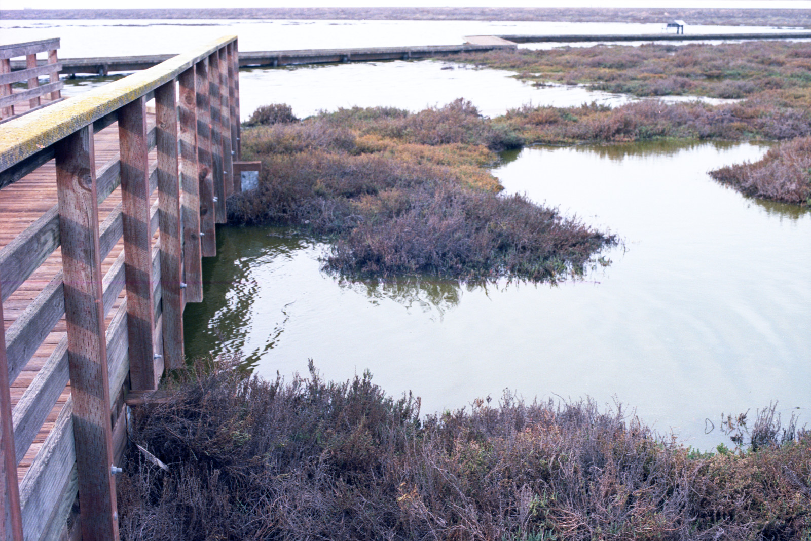 Boardwalk in the wetlands at Don Edwards Wildlife Refuge at Alviso, San Francisco Bay.