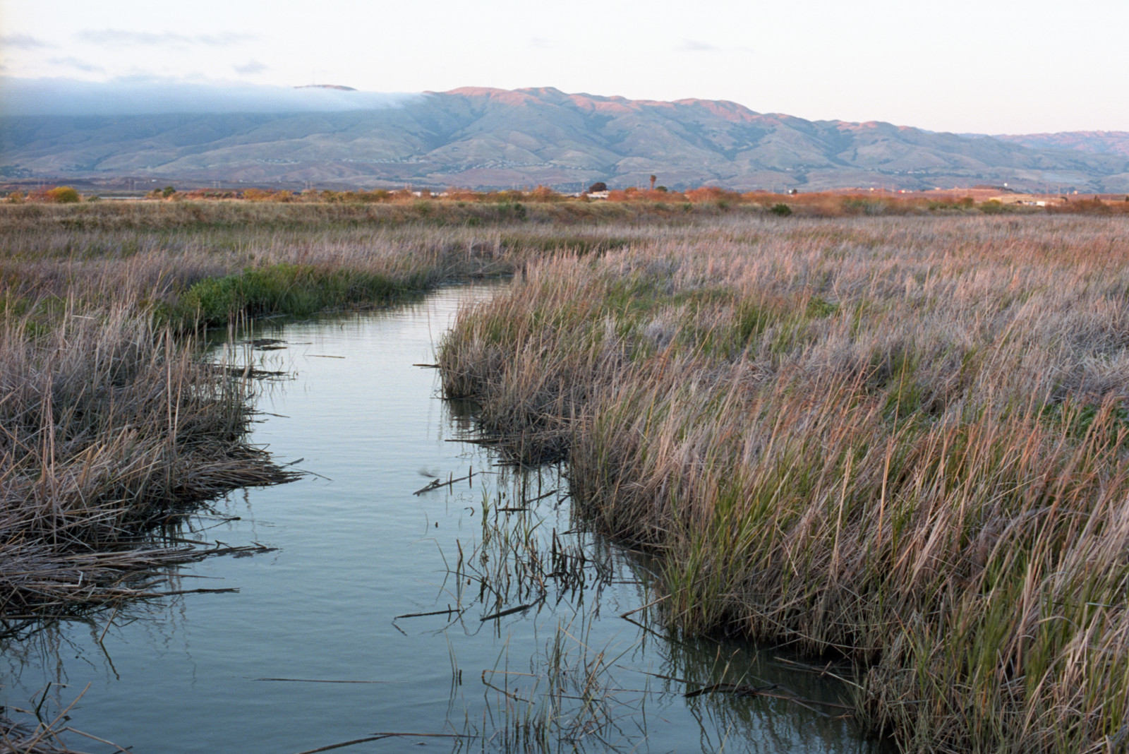Creek shown coursing through the wetlands at Don Edwards Wildlife Refuge at Alviso, at the south end of San Francisco Bay. In the distance, fogbank moving in on the mountains of the southern East Bay.