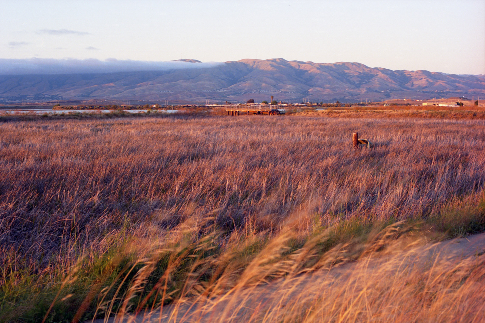 Looking across Alviso wetlands toward the East Bay mountains, a stream of fog flowing in from the left, sunlight touching the mountaintops. Closer, a row of green grasses sets the background for beige-dry grasses waving in the breeze.