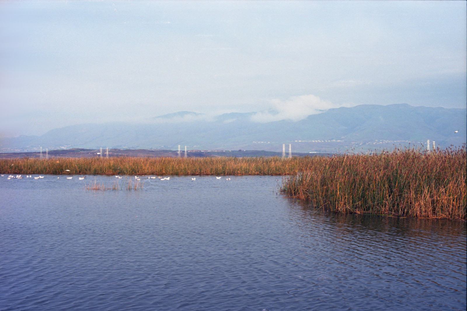 Gulls in the lake, Don Edwards Wildlife Refuge, Alviso.