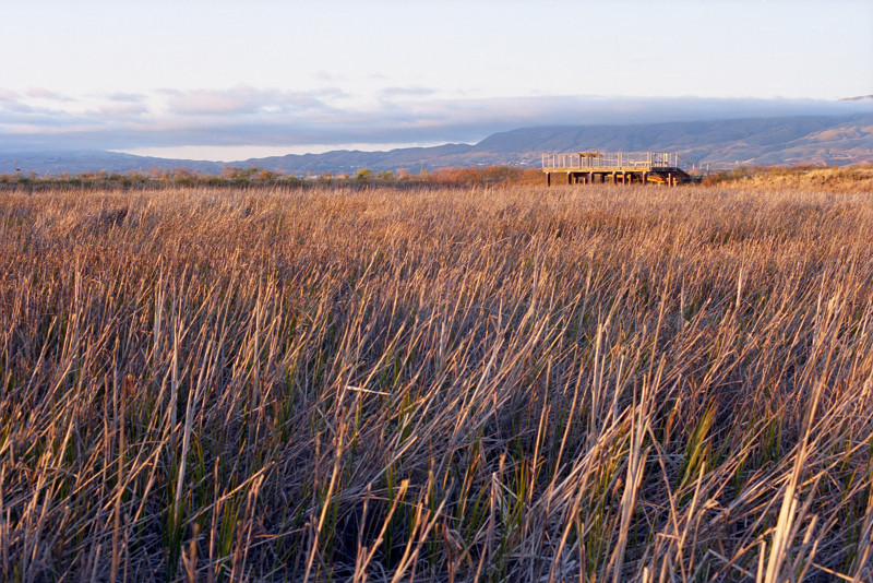 Reeds at Don Edwards Wildlife Refuge, Alviso.